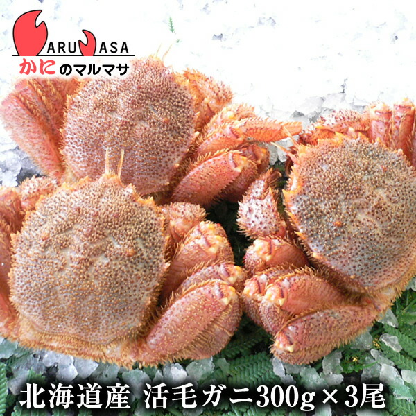 想像を超えての 北海道産 活毛がに 300g 3尾 セット 楽天ランキング入賞毛カニ部門ランクイン あす楽 毛蟹 毛ガニ カニ通販 道産品 お取り寄せ ギフト 100 の保証 Vancouverfamilymagazine Com