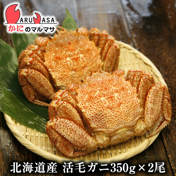 活毛がに(350g×2尾)セット 翌日便 北海道産 毛がに 毛蟹 毛ガニ かに カニ 蟹 カニ通販 お取り寄せ通販 道産品 厳選素材 お土産 プレゼント 贈り物 お取り寄せ ギフト