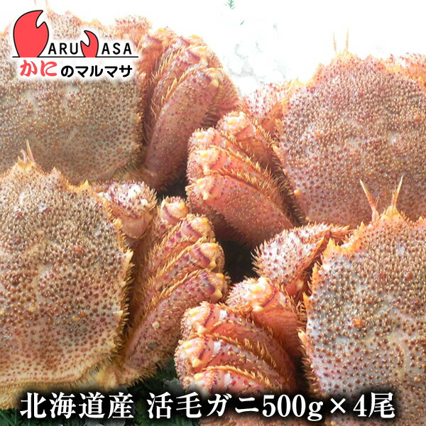 楽天市場】活毛がに(500g×4尾)セット 翌日便対応北海道 北海道産 毛がに 毛蟹 毛ガニ かに カニ 蟹 カニ通販 道産品 お取り寄せ ギフト :  かにのマルマサ【北海道】