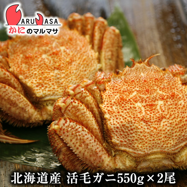 北海道産 活毛がに 550g 2尾 セット 楽天ランキング入賞毛カニ部門ランクイン あす楽 毛蟹 お歳暮 毛ガニ カニ通販 毛ガニ 産直 道産品 お中元 ギフト かにのマルマサ 北海道 活ガニ専門店 ギフトで大人気 北海道から航空便で最短翌日配達 活き 活毛蟹 未冷凍の蟹