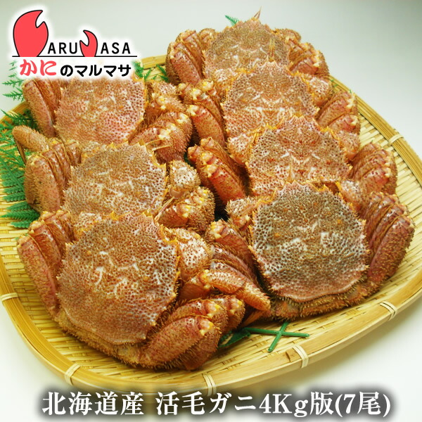 活毛がに(4kg詰め 7尾)セット 翌日便対応 北海道産 毛がに 毛蟹 毛ガニ かに カニ 蟹 カニ通販 業務用 道産品 厳選素材 お土産 プレゼント 贈り物 お中元 ギフト|かにのマルマサ【北海道】