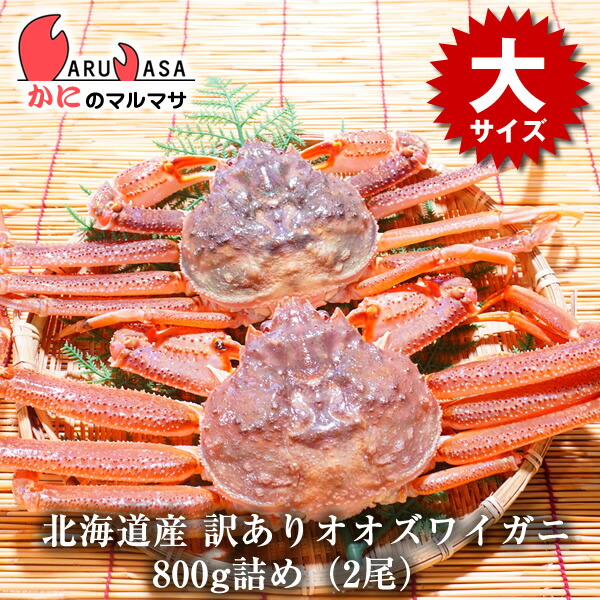 北海道産　活オオズワイガニ　10キロ 楽天市場】訳あり 活 オオズワイガニ 1kg詰め（2尾入り）セット 翌日便
