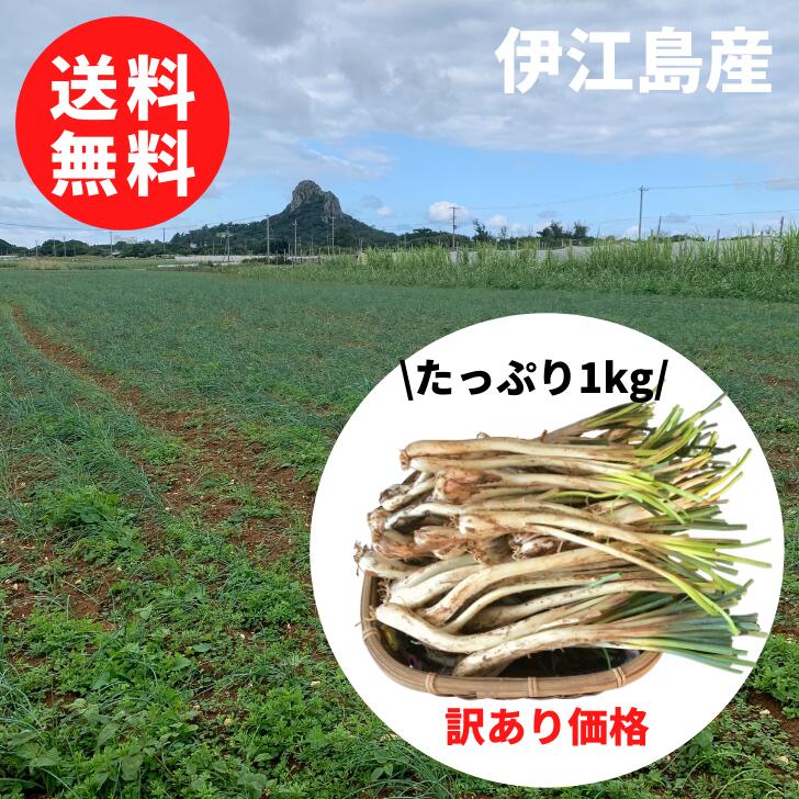 楽天市場】【送料無料】沖縄県産 島らっきょう Sサイズ 2kg【島