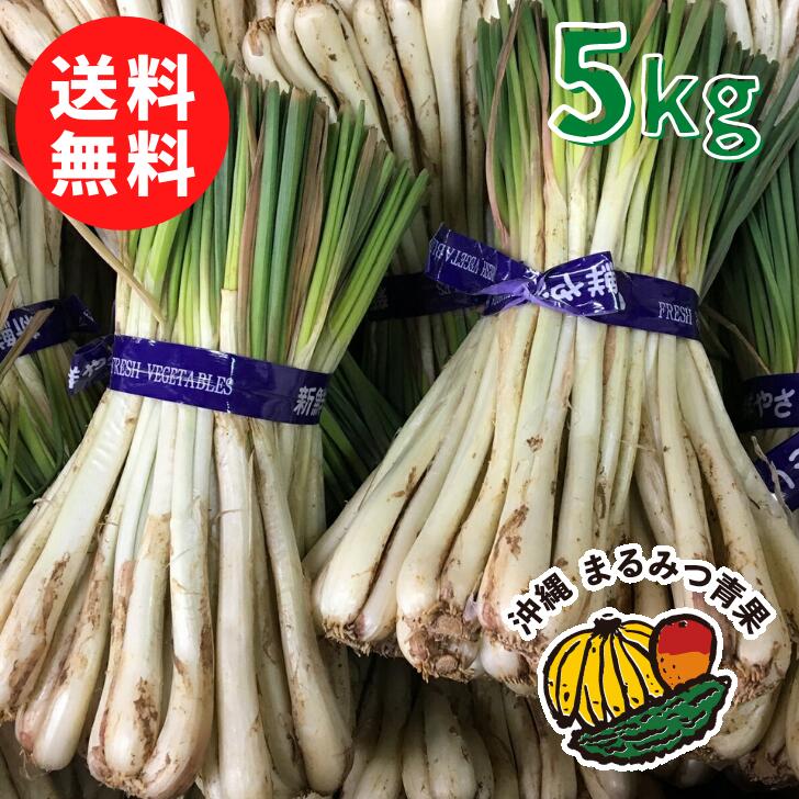 【楽天市場】【送料無料】沖縄県産 島らっきょう Sサイズ 500g【島