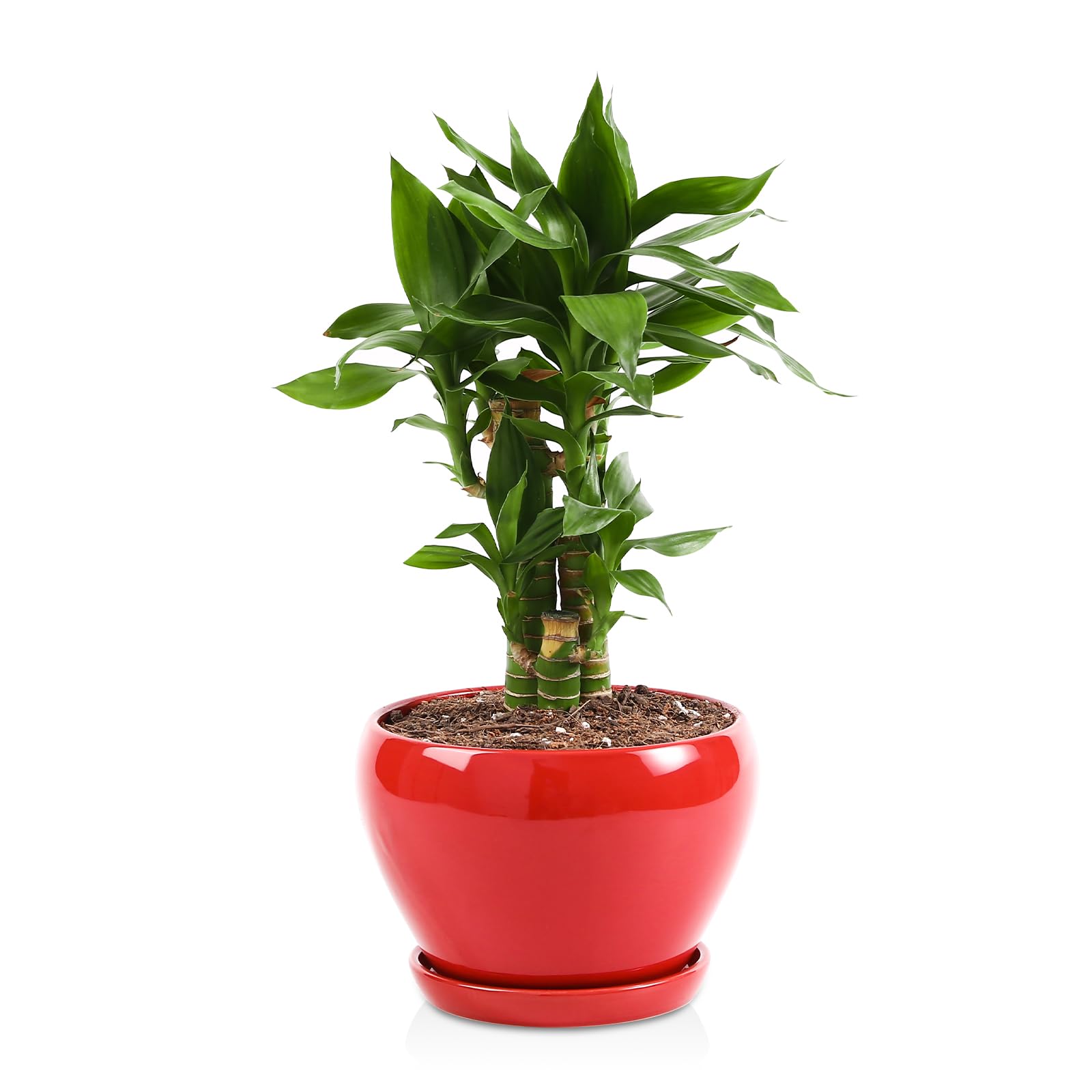 vicrays 陶芸鉢 屋内 - 6.5in プランターポット 多肉植物 蘭の花 薬草 カクタス用 水抜き穴と受け皿付き添い人 - ガーデニング 養護ホーム 事務机とっ始め 事務室のかざり付けるに至適 - 赤いこと