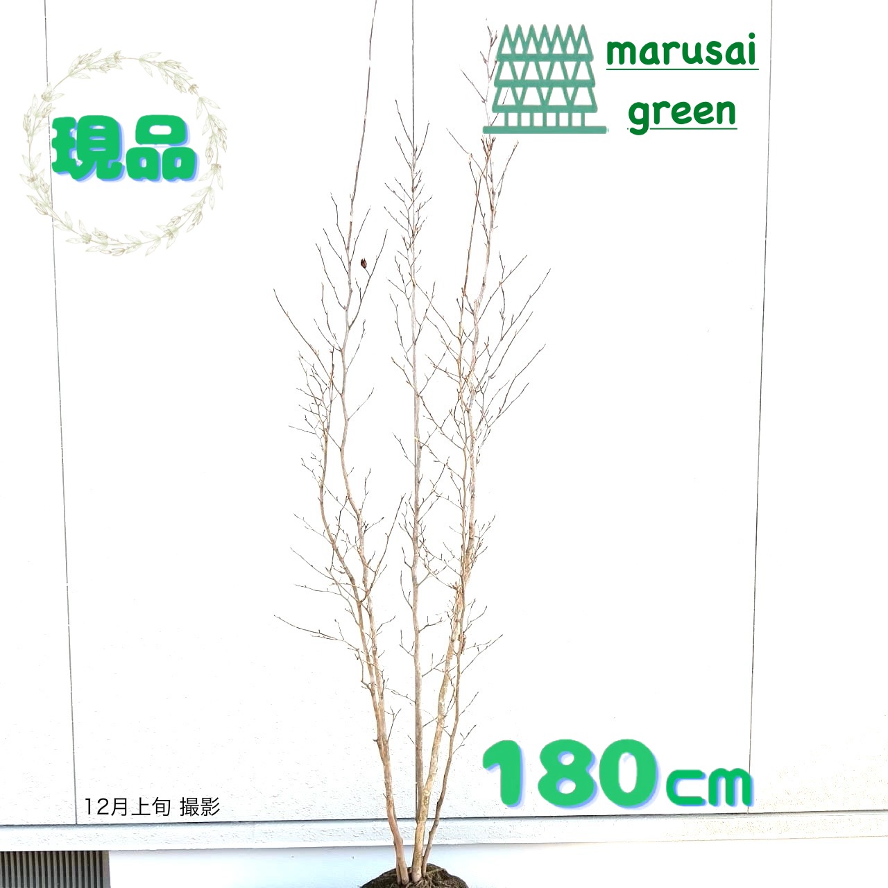 楽天市場】◎現品発送◎【落葉樹:シラキ(白木) 単木 根巻 1.5m】 落葉