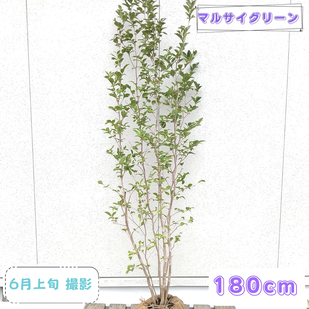 ◎現品送りとどける◎【落葉樹:シャラ 株 根巻 1.8m 】 落葉天然木 庭木 植木 記号天然木 庭植え 部屋の入り口 シャラノキ 夏椿 ナツツバキ 白花 株立ち 花木 あずま屋 植栽 植樹 木 売りわたす 耐暑性 耐寒性 今めかしい 室外 つつみ隠し ガーデニング 洋風 和風 記念樹 観葉草木 大型 180珊