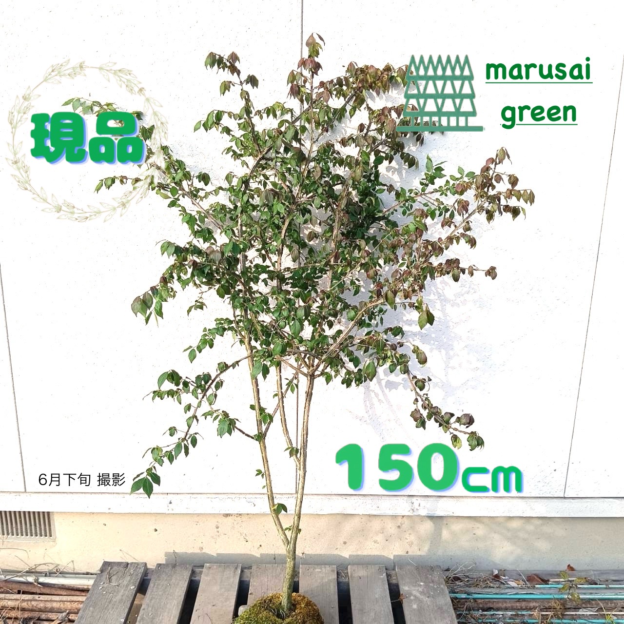 ヤマボウシ苗木・ニシキギ苗木 庭木シンボルツリー2種セット 植木 鉢植 紅葉樹 楽天市場】【現品発送】ニシキギ 株立樹高1.5-1.7m(根鉢含まず