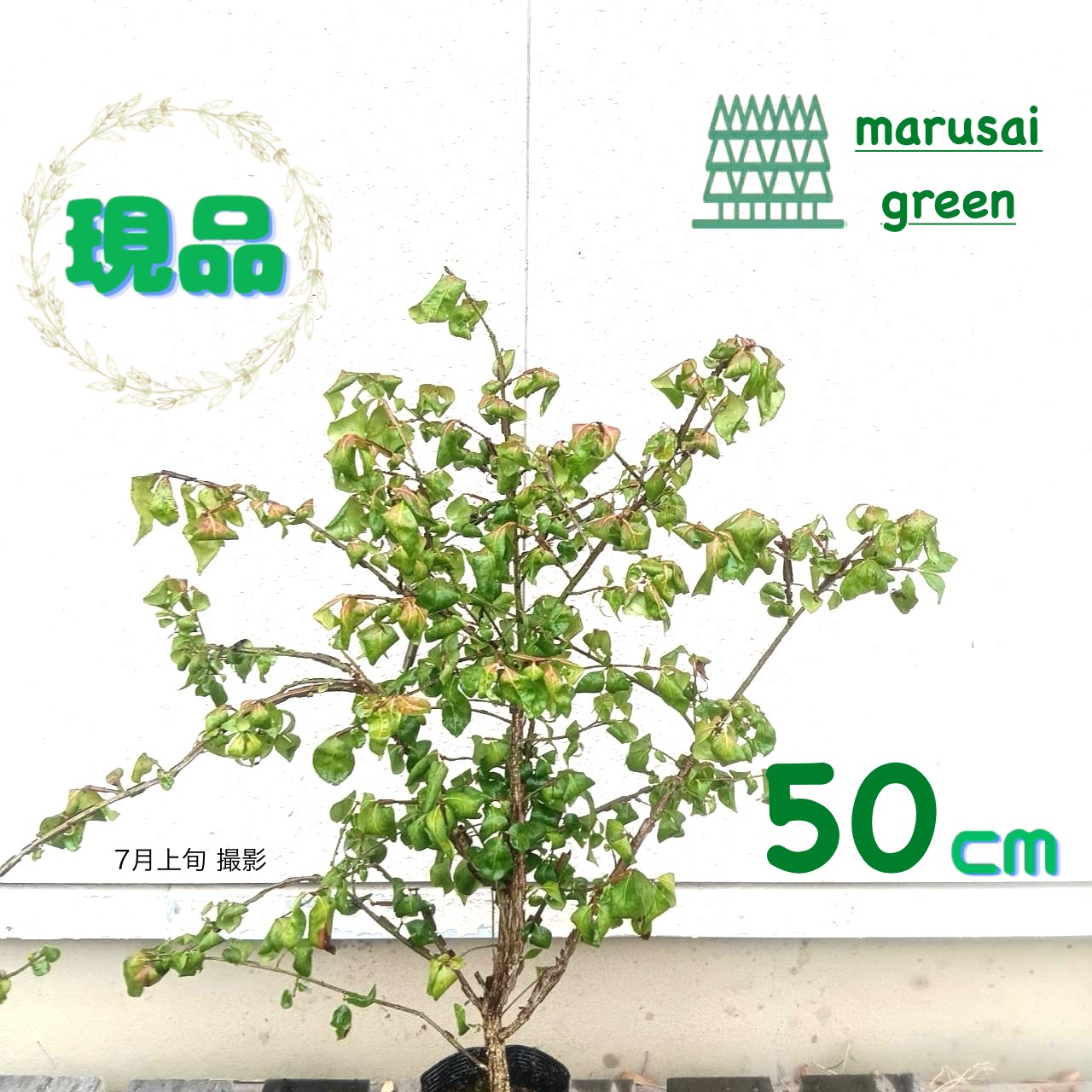 楽天市場】世界三大紅葉樹【錦木（ニシキギ）】樹高1.1m前後 根巻き苗