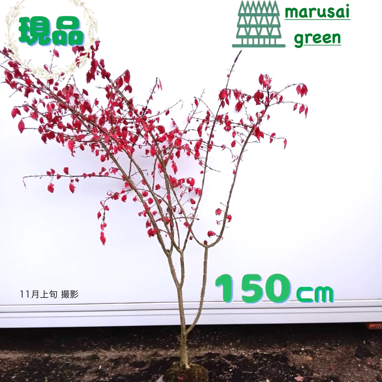 楽天市場】世界三大紅葉樹【錦木（ニシキギ）】樹高1.1m前後 根巻き苗