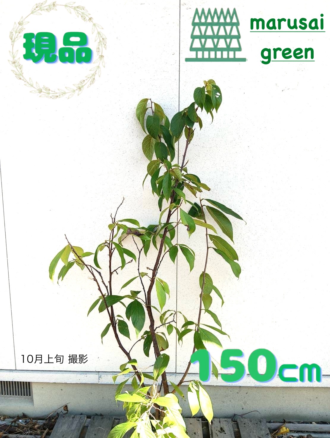 ◎現品発送◎【落葉樹:大輪エゴノキ メリオデンドロン ピンク花 単木 根巻 1.5m】 落葉中高木 庭木 植木 シンボルツリー えごの木 エゴの木 チシャノキ チサノキ|マルサイグリーン
