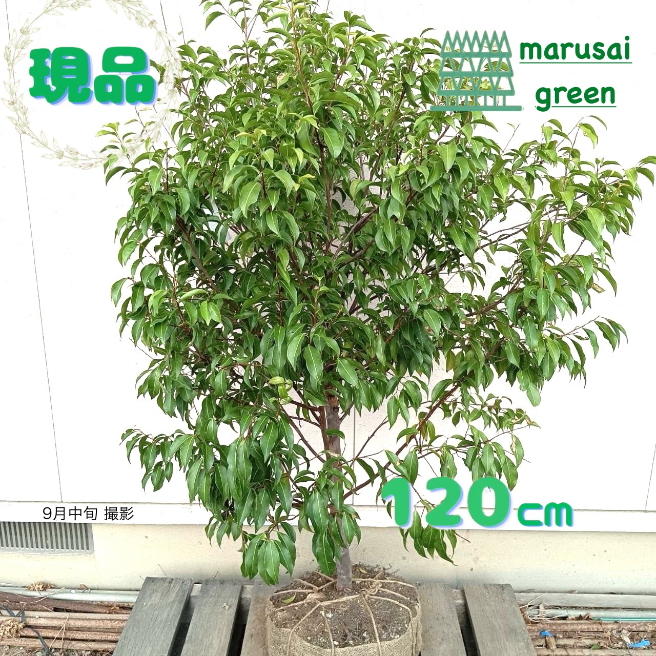 常緑エゴノキ(トキワエゴノキ)の苗 27cmポット大苗【品種で選べる花木