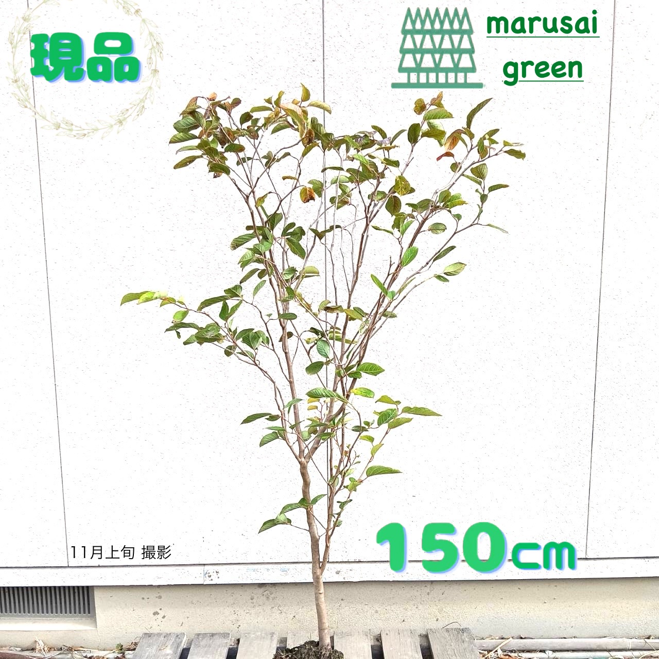 ◎現品発送◎【落葉樹:シラキ(白木) 単木 根巻 1.5m】 落葉中高木 庭木 植木 シンボルツリー 13,680円