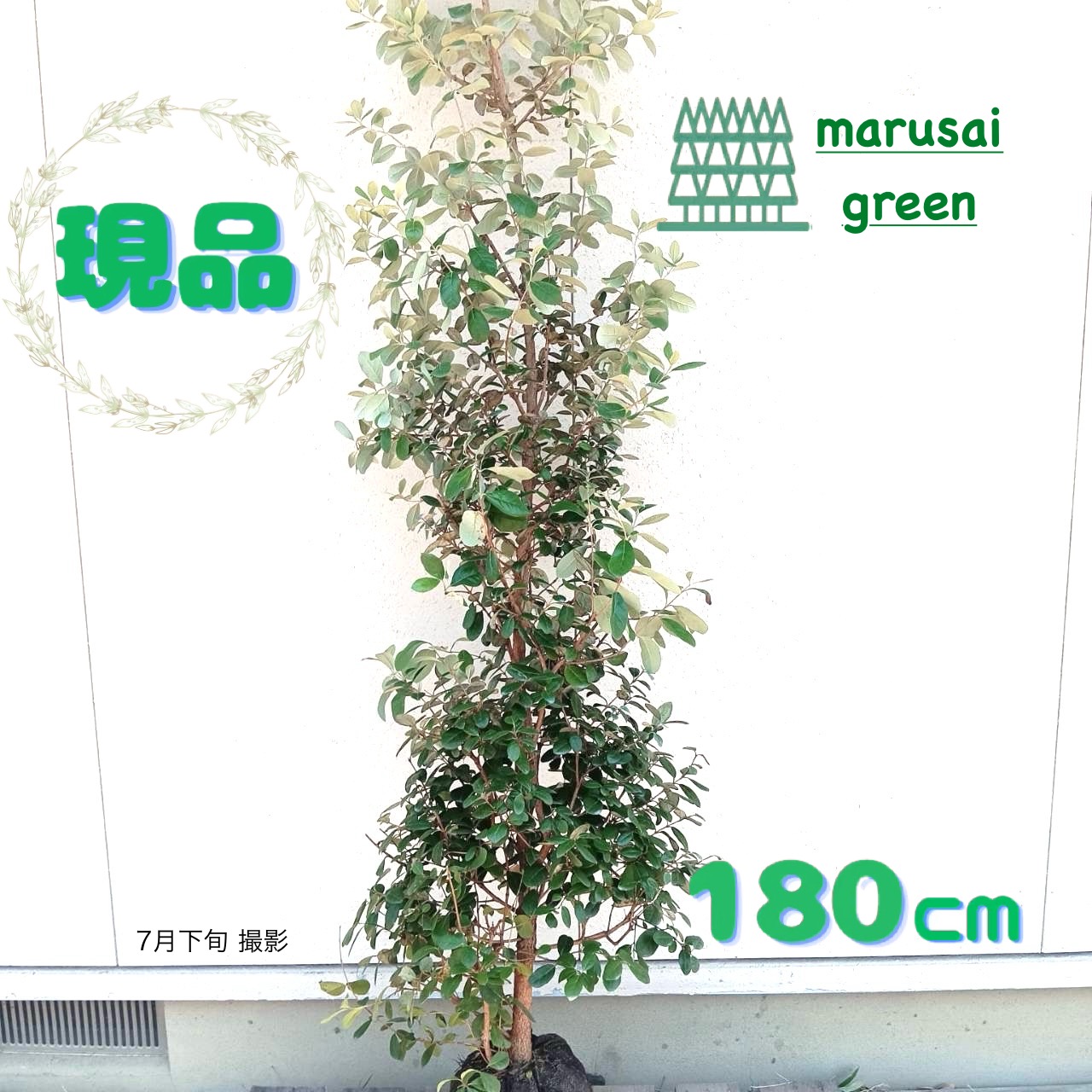 7-4【フェイジョア】樹高約80cm【送料込み】 楽天市場】フェイジョア 樹高1.2～1.4m前後 露地苗 低木 常緑樹