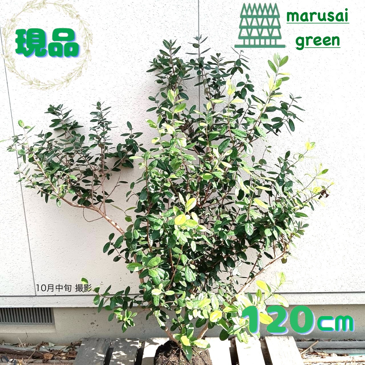 楽天市場】【現品】フェイジョア トライアンフ 苗木 特大サイズ 樹高約