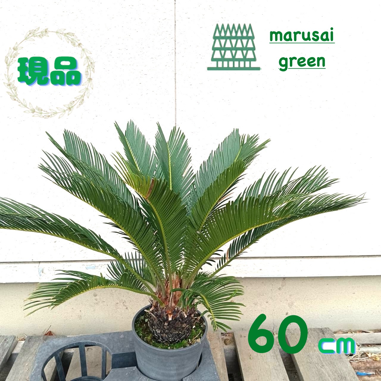 97】ソテツ 蘇鉄 観葉植物 南国風 ロックガーデン 一点物 Amazon