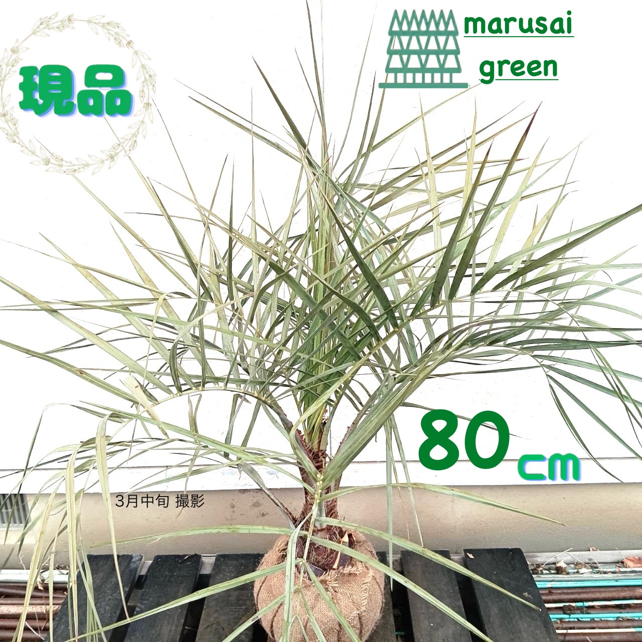 ココスヤシNo2 楽天市場】【現品発送】ココスヤシ 中株 苗木 W90cm×H90～100cm
