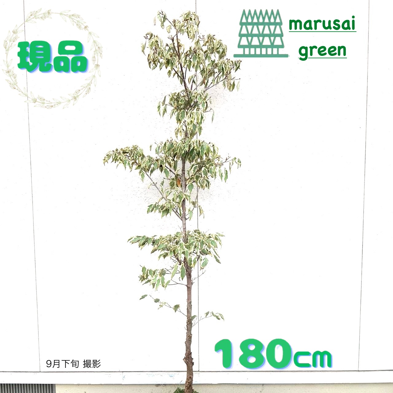 FUKガンダムさん専用 枝垂れコハウチワ楓 関の華厳 山畑 ① FUK