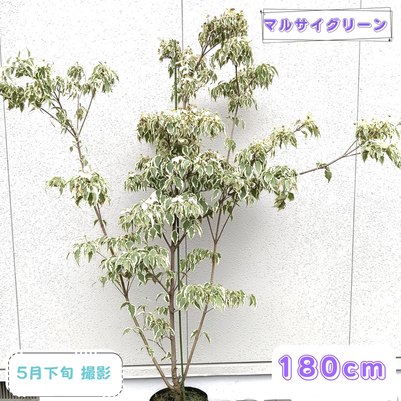 ◎現品発送◎【落葉樹:ウルフアイ 単木 ポット 1.8m 】落葉高木｜マルサイグリーン 16,425円