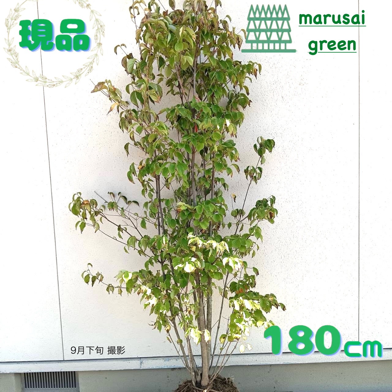 山採り　ヤマボウシ 特大 施工付き植木シンボルツリー 樹高2.5m以上 常緑ヤマボウシhnw1 j