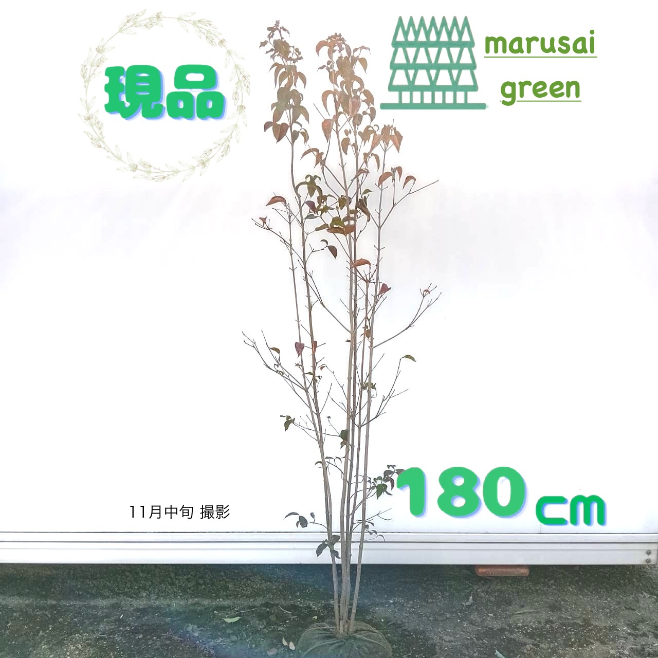 楽天市場】山採り【ヤマボウシ】 株立ち 自然樹形 樹高H≒285 × 枝張W