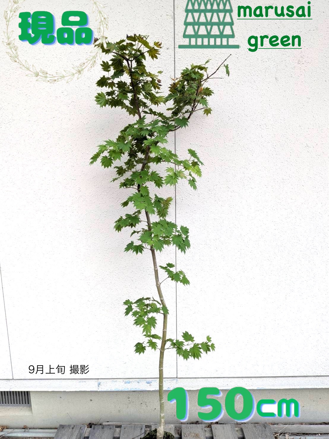 枝垂れコハウチワカエデ　関の華厳/195 コハウチワカエデ・関の華厳 - Collection : コレクション - NEO