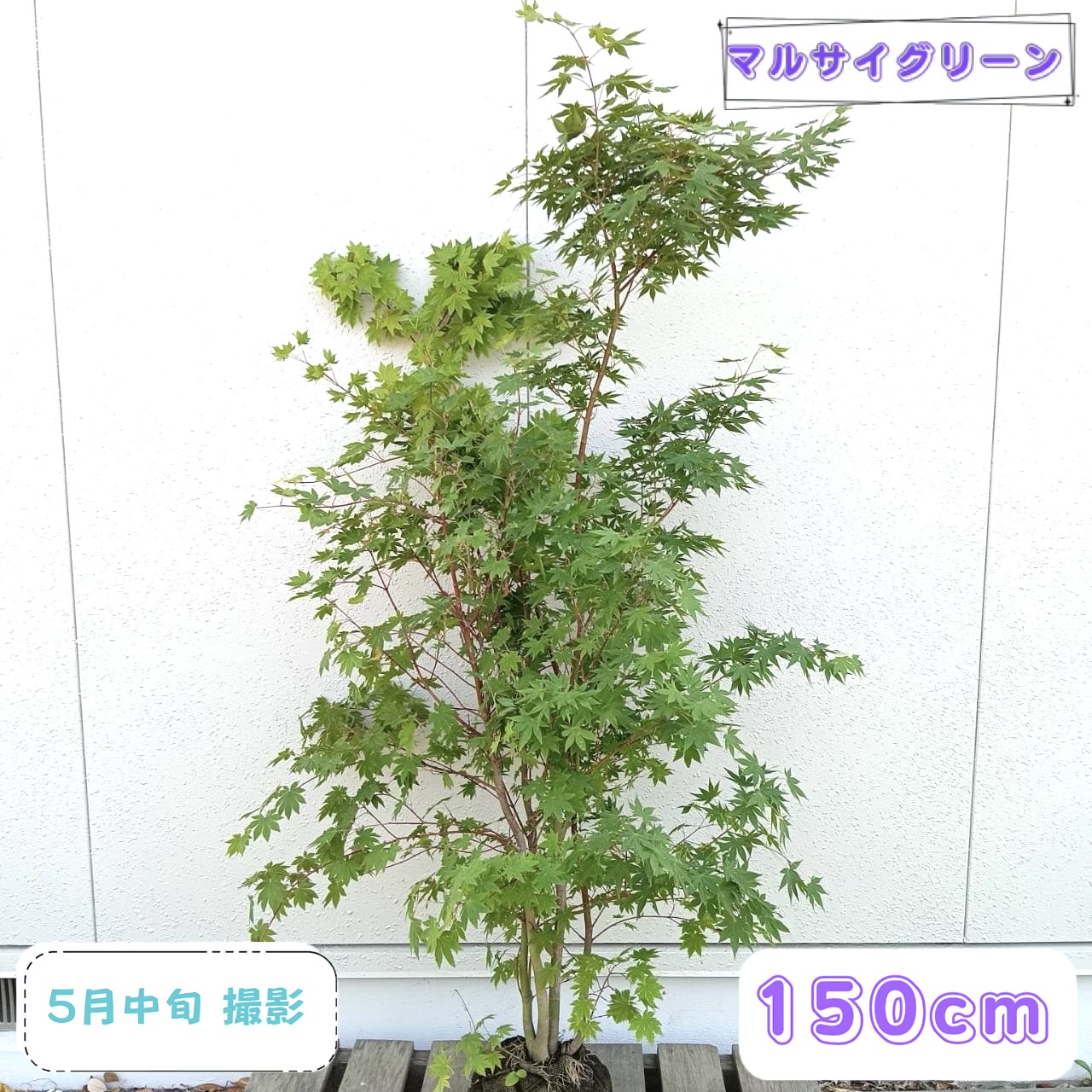 ◎現品送りとどける◎【落葉樹:コハウチワカエデ 株 根巻 1.5m】落葉中天然木 庭木 植木 符帳天然木 槭樹モミジ 槭樹 庭植え 包みかくし ガーデニング エクステリア 耐暑性 売りわたす 植栽 お庭 園地 園芸 あずま屋 今めかしい オシャレ 記念樹 祝い事