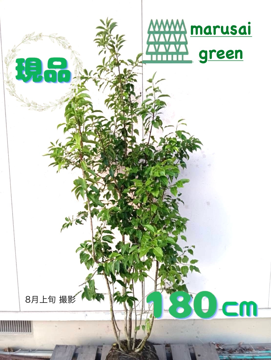 ◆ソヨゴ◆常緑樹◆複数株立◆雌株◆根巻◆② 楽天市場】【現品発送】ソヨゴ 雌株 株立ち 樹高2.0-2.3m(根鉢