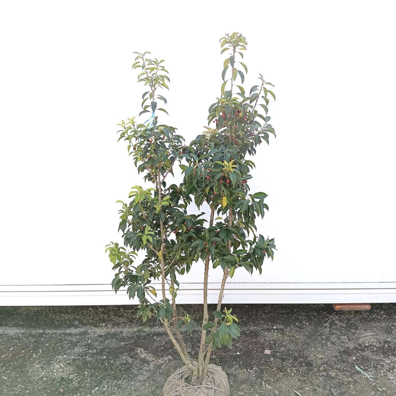 楽天市場】タマモクマオウ 苗 【玉木麻黄 （たまもくまおう）】 幼苗