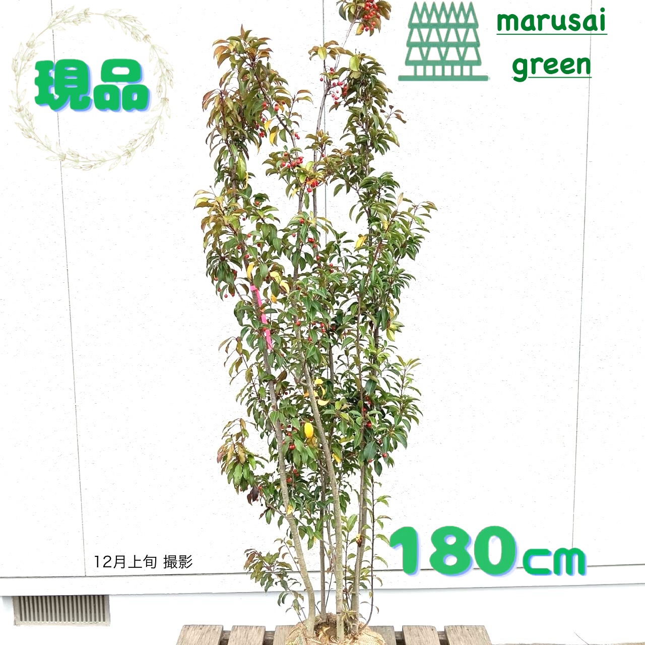 楽天市場】タマモクマオウ 苗 【玉木麻黄 （たまもくまおう）】 幼苗