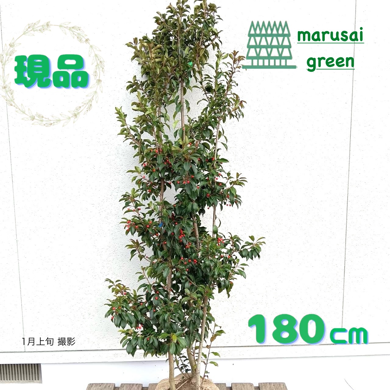 楽天市場】◎現品発送◎【 常緑樹:ソヨゴ 株 根巻 1.5m】常緑中高木