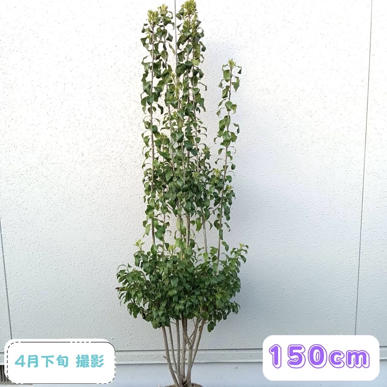 ◎現品送りとどける◎【 常緑樹:ソヨゴ 株 根巻 1.5m】常緑中天然木 庭木 植木 そよご 耐暑性 庭植え 記号天然木 ソヨギ フクラシバ フクラモチ 植栽 売りわたす 赤 実 庭植え 草木 あずま屋 植樹 室外 つつみ隠し ガーデニング エクステリア 耐寒性 今めかしい