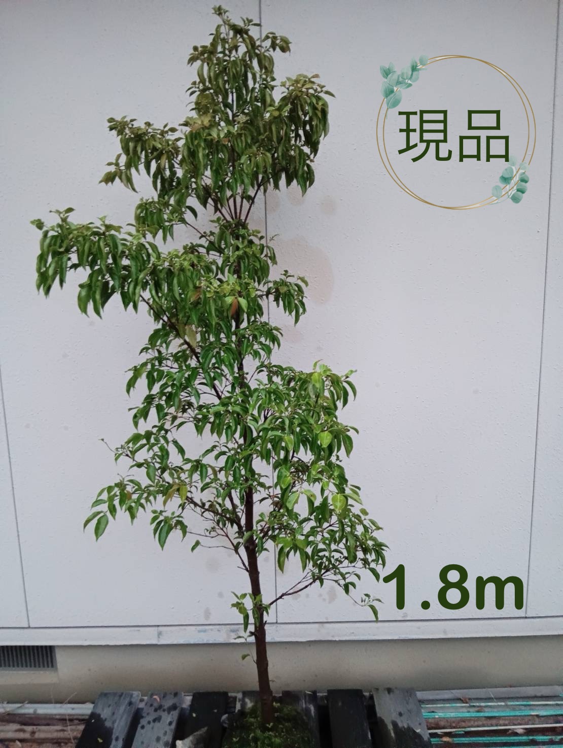楽天市場】□送料無料□常緑ヤマボウシ ウインターレッドペイジ