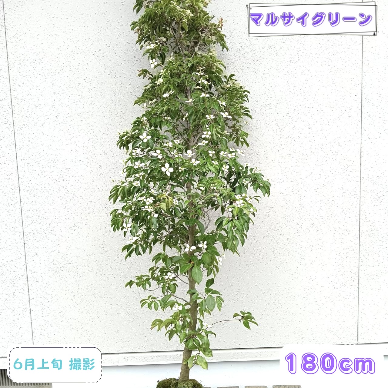 ◎現品発送◎【常緑樹:常緑ヤマボウシ赤芽 単木 根巻 1.8m】常緑高木｜マルサイグリーン