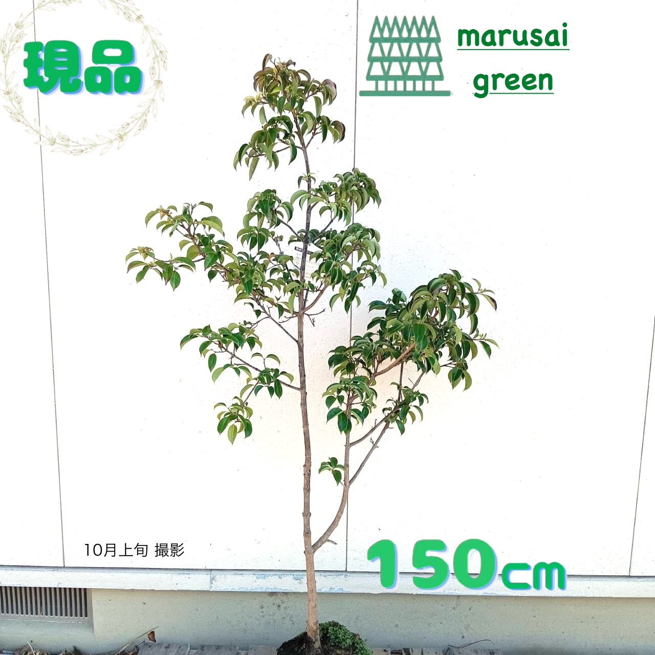 楽天市場】常緑ヤマボウシ 【レッドスクリーン】 8号ポット苗