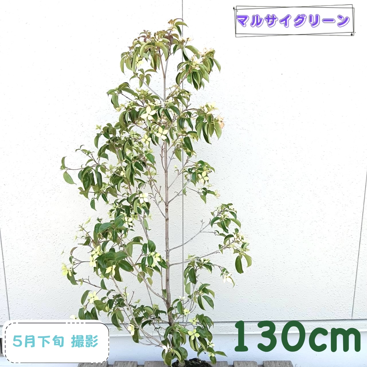 ◎現品送りとどける◎【常緑樹:常緑ヤマボウシ 赤いことお月さま 単木 根巻 1.3m 】常緑中天然木 庭木 植木 符帳天然木 山法師 やまぼうし 庭植え 包みかくし