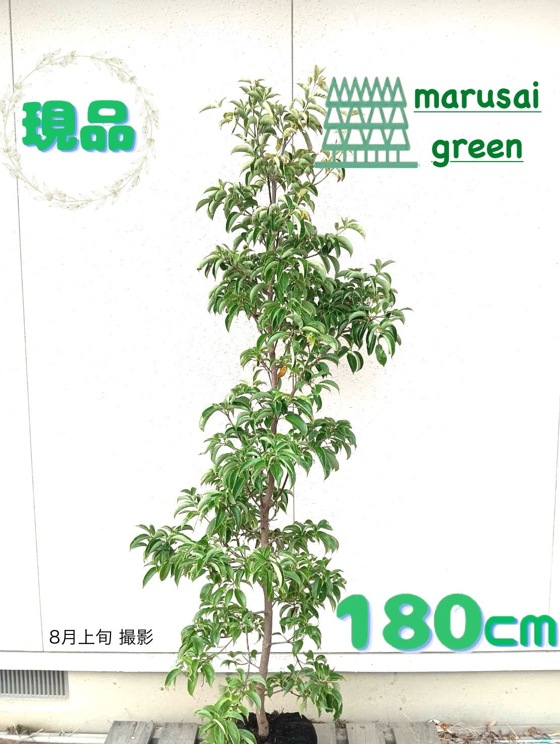 山採り　ヤマボウシ 特大 しなやかすぎる山採りヤマボウシ | 八進緑産株式会社