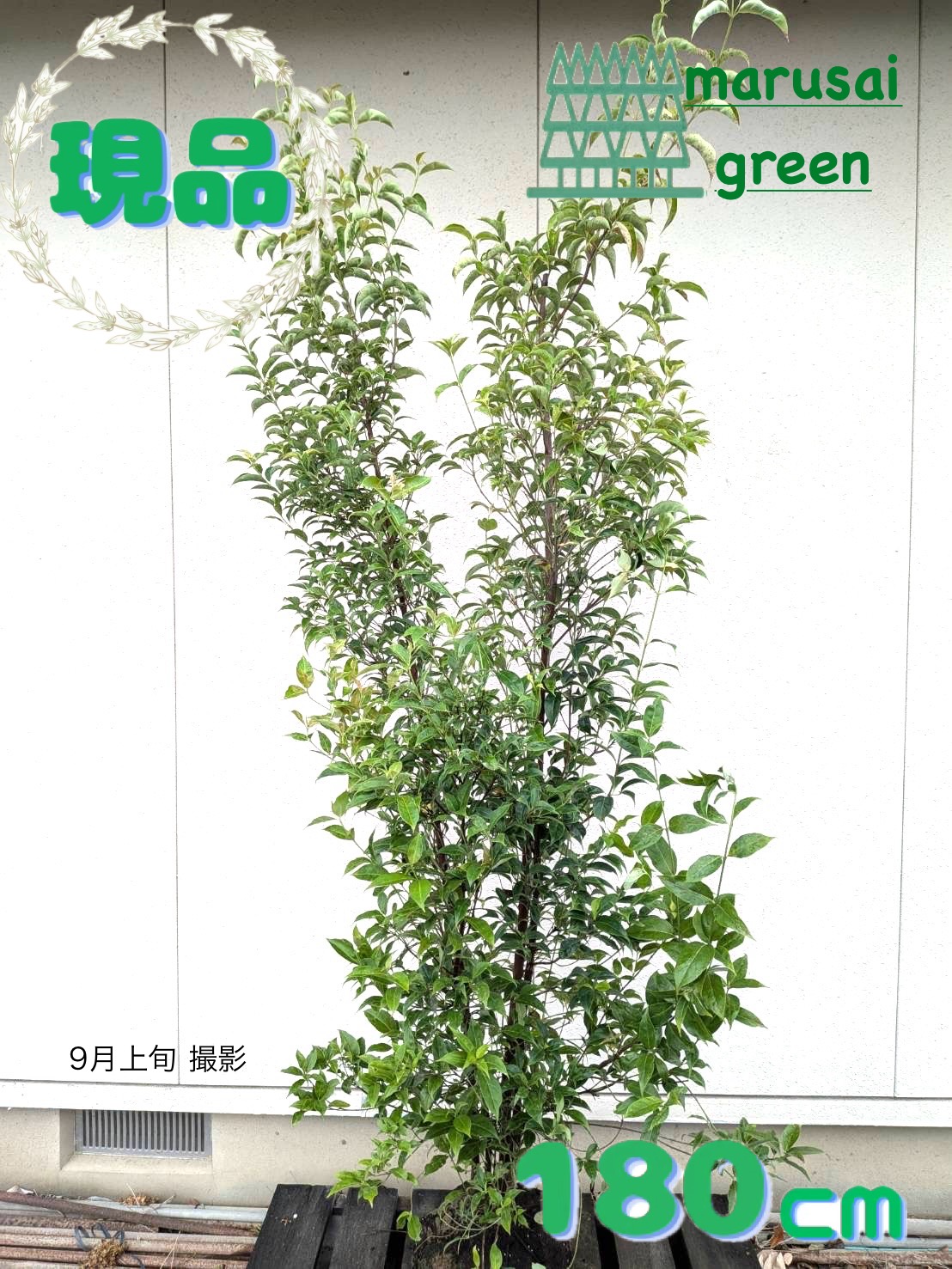 山採り　ヤマボウシ 特大 楽天市場】常緑ヤマボウシ 【レッドスクリーン】 8号ポット苗