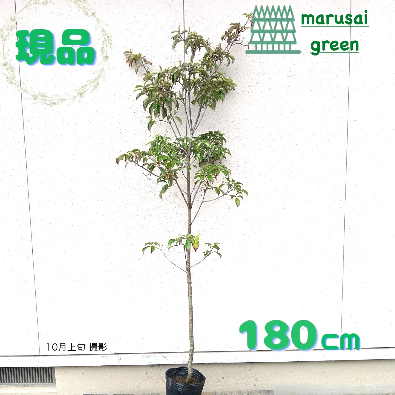 山採り　ヤマボウシ 特大 施工付き植木シンボルツリー 樹高2.5m以上 常緑ヤマボウシhnw1 j