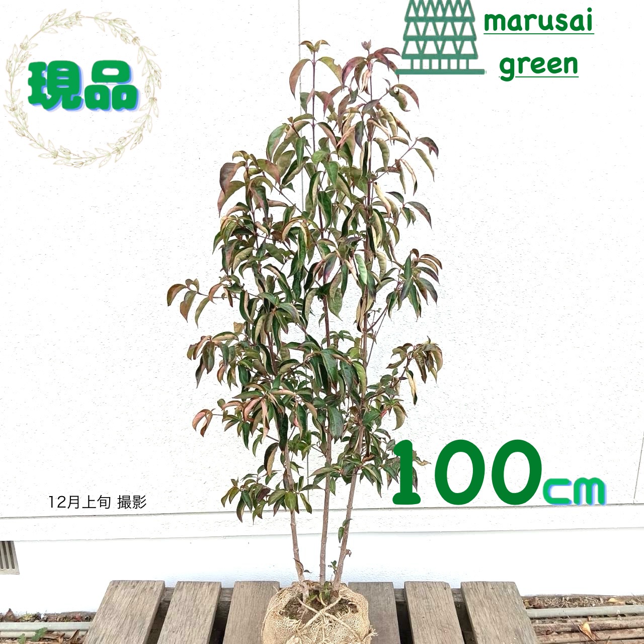 楽天市場】常緑ヤマボウシ サマースカイツリー 根巻き大苗 【大型宅配