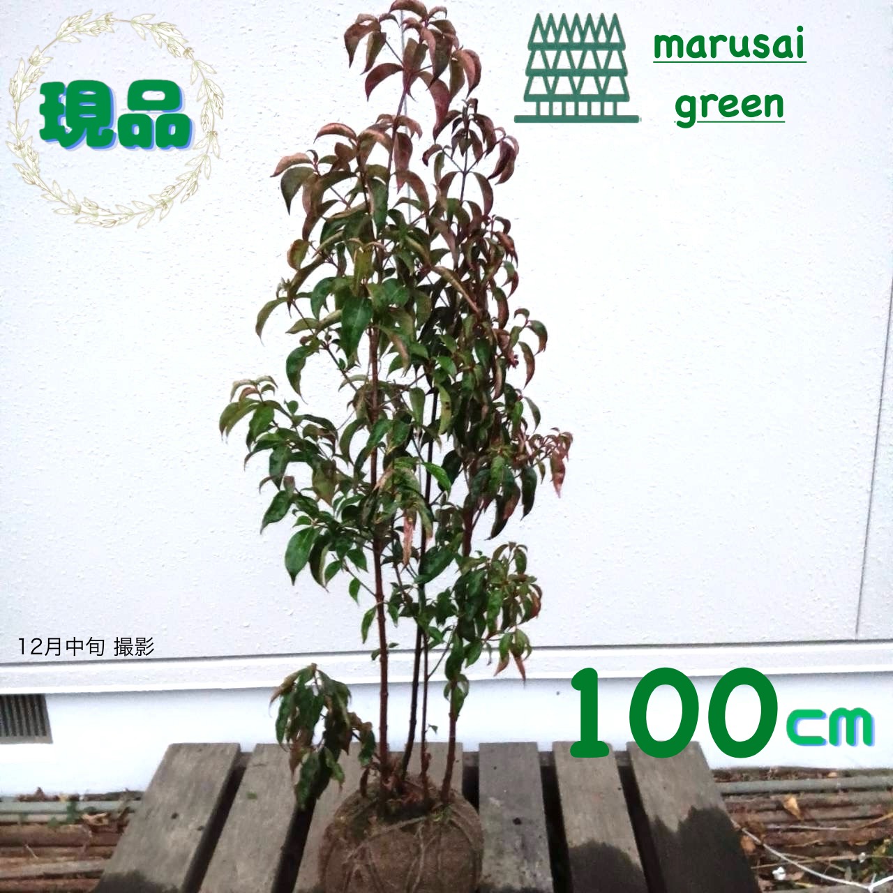 楽天市場】常緑ヤマボウシ サマースカイツリー 根巻き大苗 【大型宅配