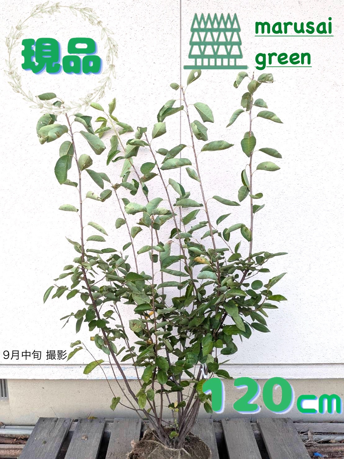 ジューンベリー/大株【現品発送】管理70472 ジューンベリー/大株【現品発送】管理70472 - メルカリ