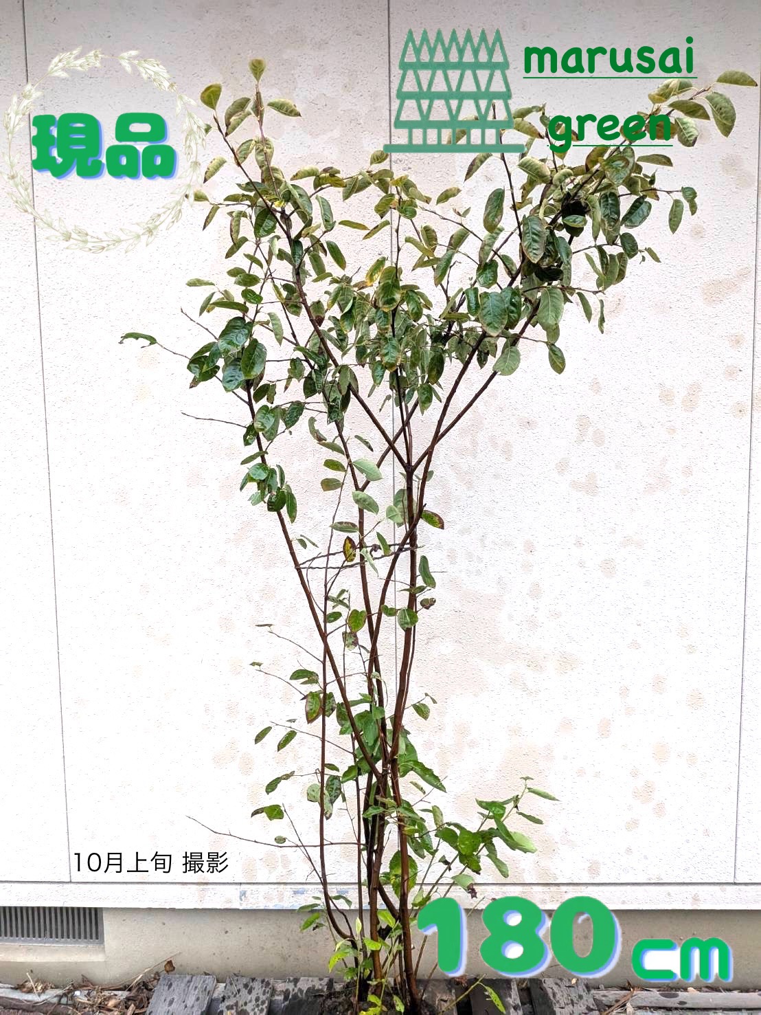 楽天市場】◎現品発送◎【落葉樹:アカシデ アカメソロ 株 根巻