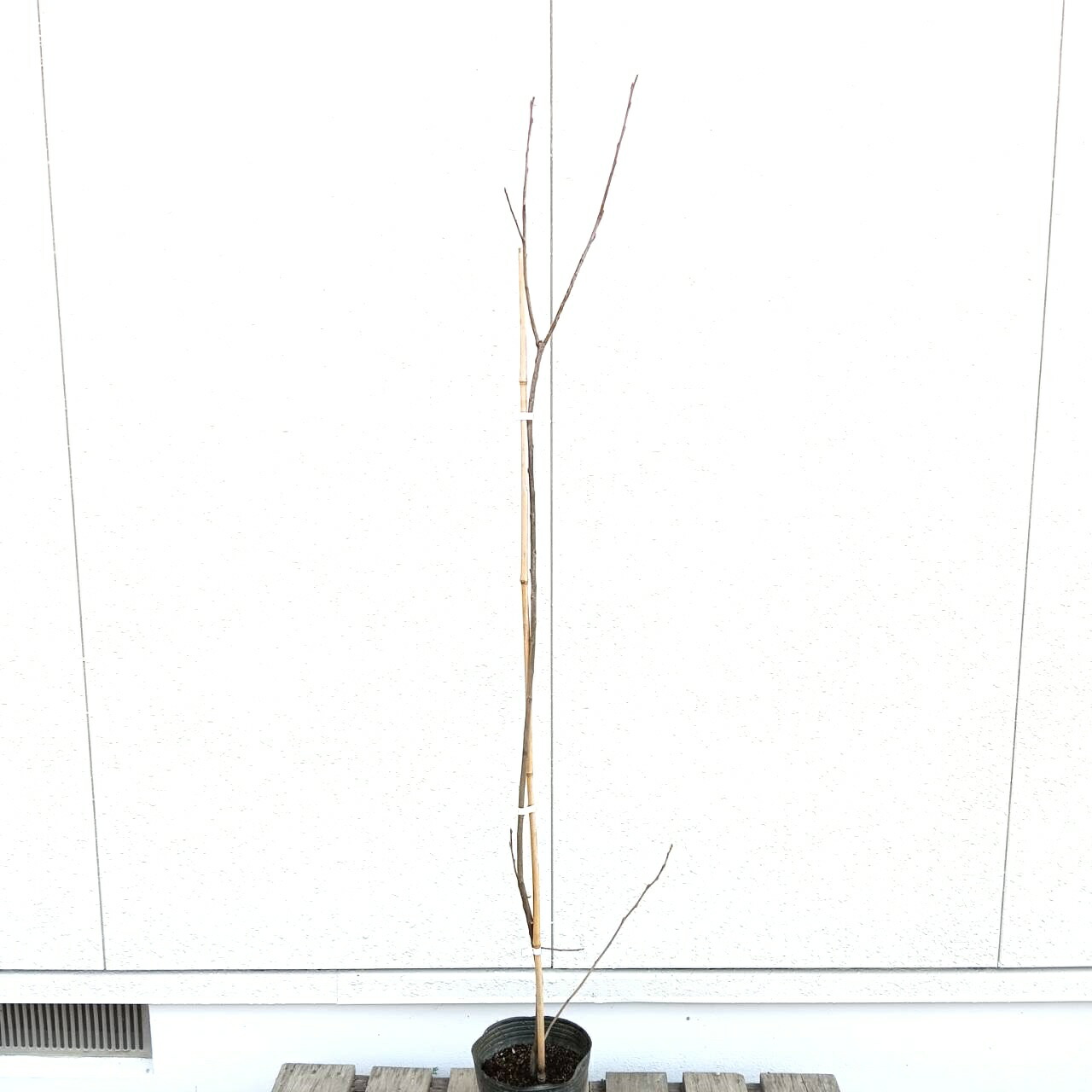 ◎現品送りとどける◎【落葉樹:ジューンベリーロビンヒル 単木 ポット 1.5m】落葉中天然木