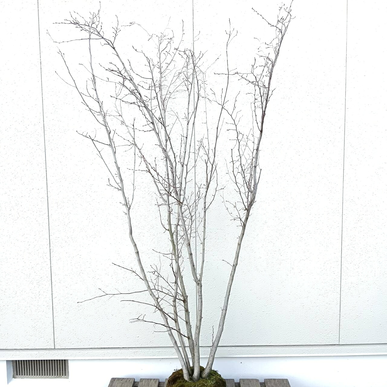 ◎現品送りとどける◎【落葉樹:アカシデ アカメソロ 株 根巻 1.8m】落葉天然木 記号天然木 庭木 植木 売りわたす 部屋の入り口 室外 あずま屋 草木 植樹 庭植え 植栽 耐寒性 耐暑性 つつみ隠し ガーデニング エクステリア 和風 洋風 記念樹 赤いこと 今めかしい オシャレ 祝賀会 大型 大層らしい 赤四手 180珊