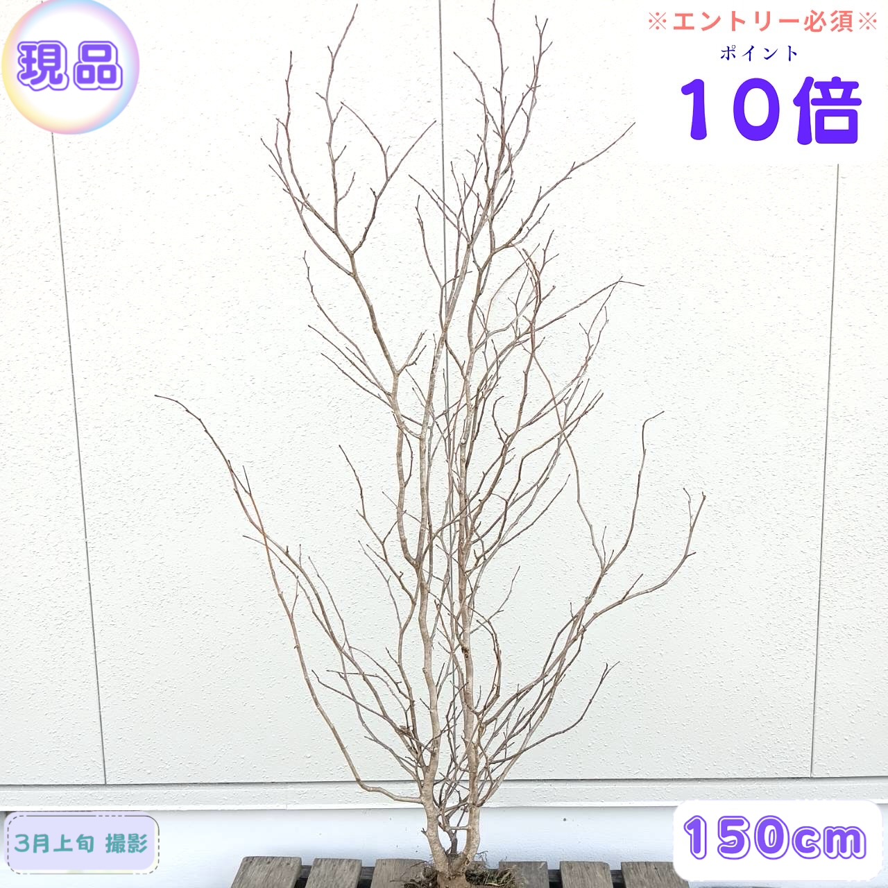 楽天市場】マルバノキ 樹高0.7m～1.0m (鉢底から）20ｾﾝﾁ地中ポット