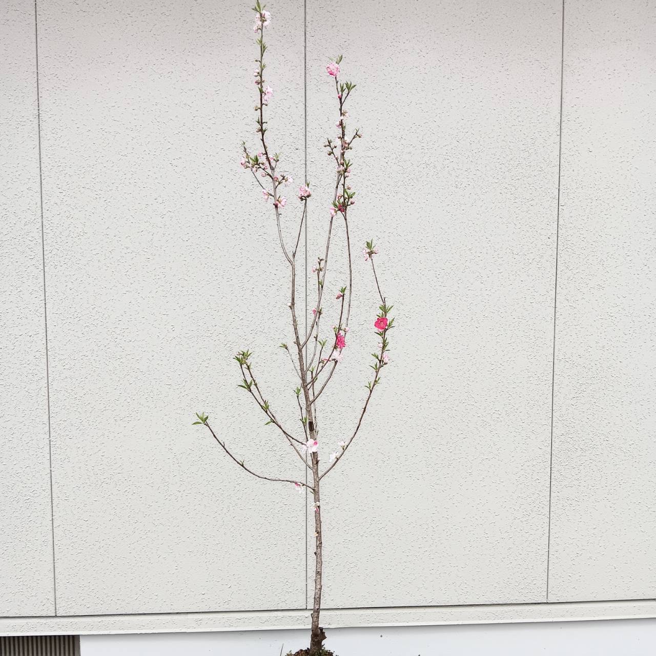 ◎現品発送◎【落葉樹:源平立ち桃 単木 根巻 1.8m】落葉中高木