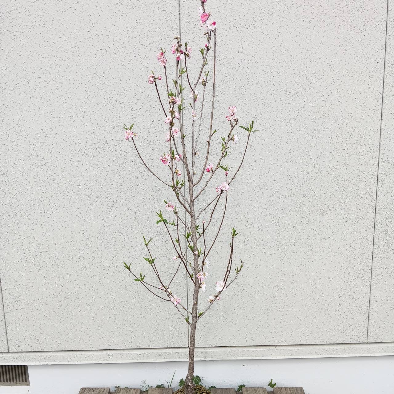 ◎現品発送◎【落葉樹:源平立ち桃 単木 根巻 1.5m】 落葉中高木