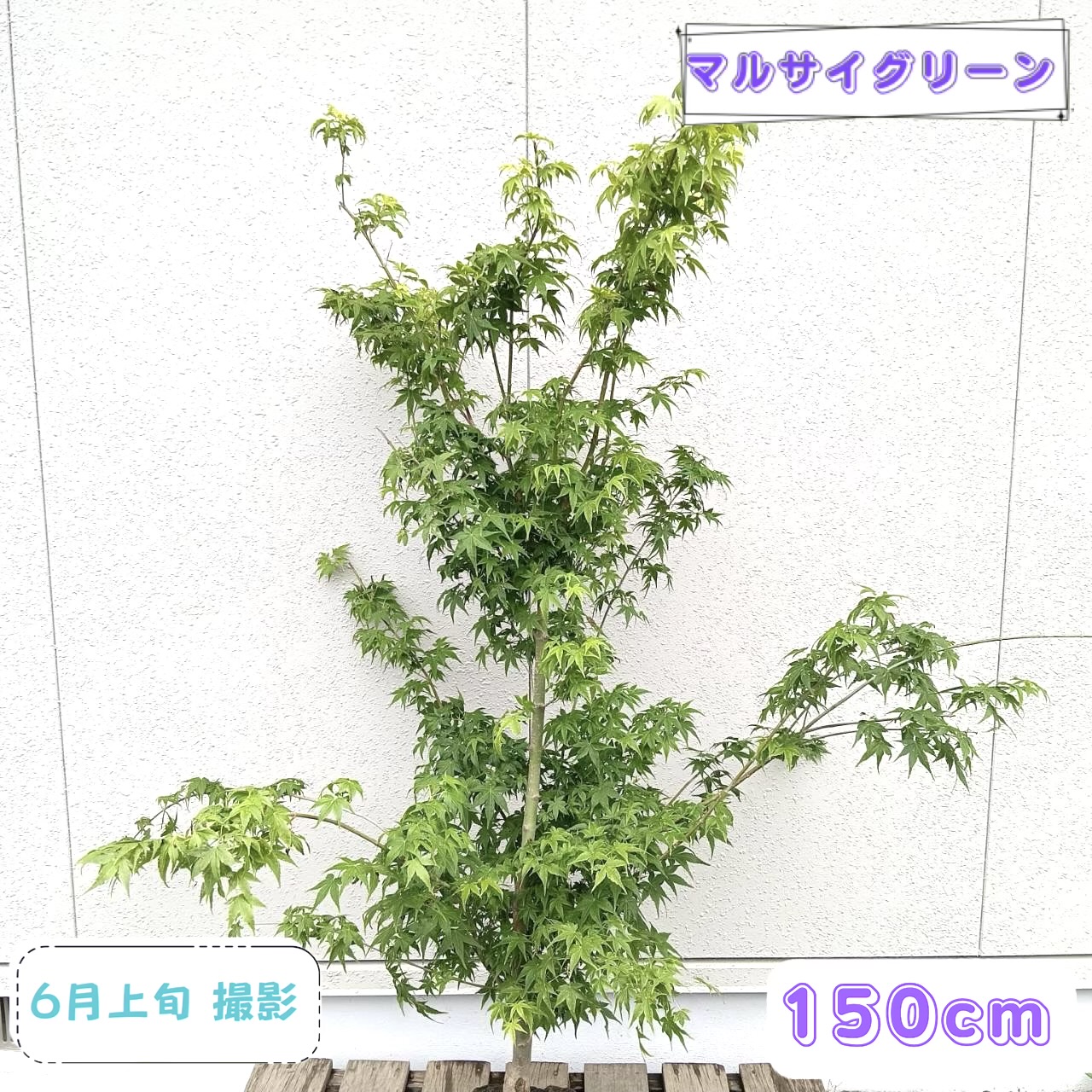 ◎現品発送◎【落葉樹:ウコンモミジ 単木 根巻 1.5m】 落葉中高木｜マルサイグリーン