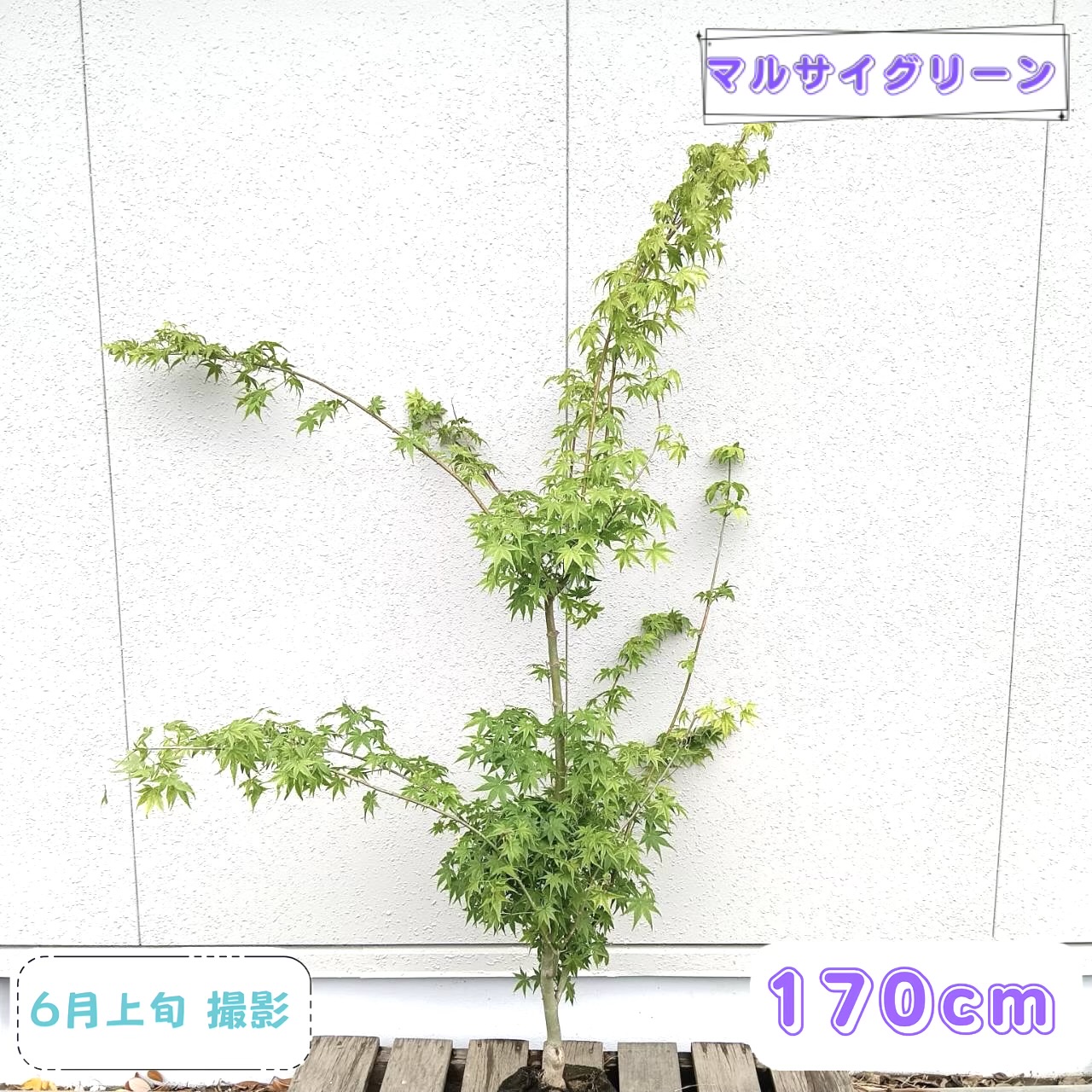 ◎現品発送◎【落葉樹:ウコンモミジ 単木 根巻 1.7m】落葉高木｜マルサイグリーン